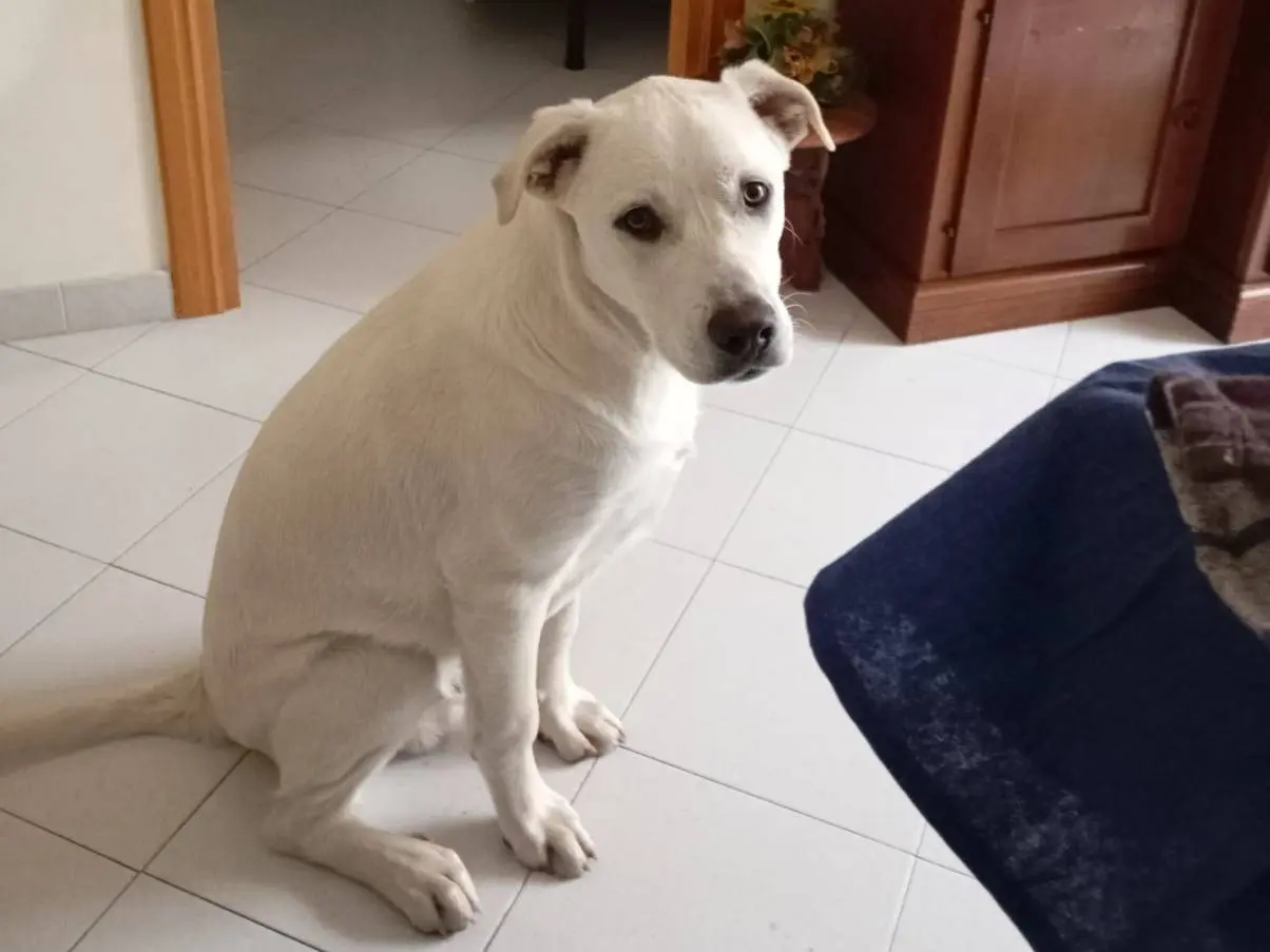 Adotta un cane, taglia media, maschio, Roma