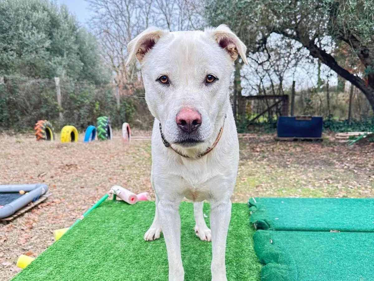 Adozione cane, maschio, Razza sconosciuta Razza sconosciuta, 2 anni e 8 mesi, taglia media, Roma