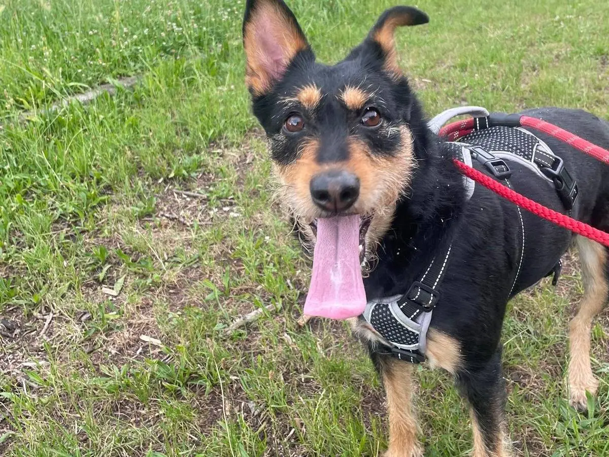 Adozione cane, femmina, Razza sconosciuta Razza sconosciuta, 4 anni e 8 mesi, taglia media, Milano