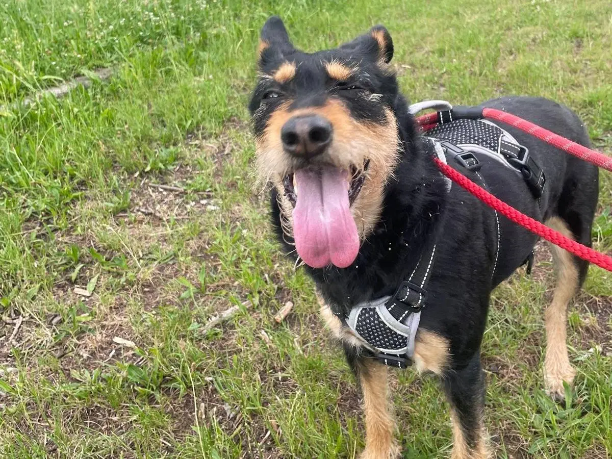 Adotta un cane, femmina, 4 anni e 8 mesi, Milano