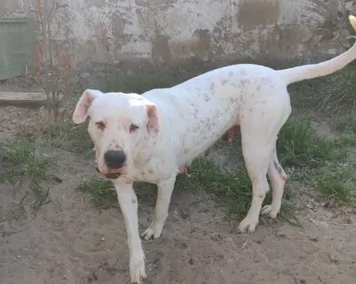 Adotta un cane, femmina, 4 anni e 8 mesi, Napoli