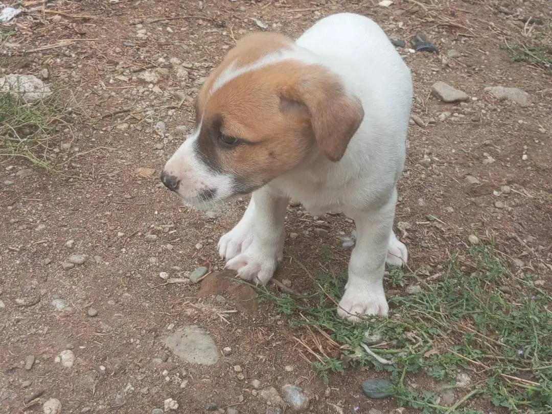 Adozione cane, femmina, Jack Russell Terrier Razza sconosciuta, 1 anno e 2 mesi, taglia piccola, Cosenza