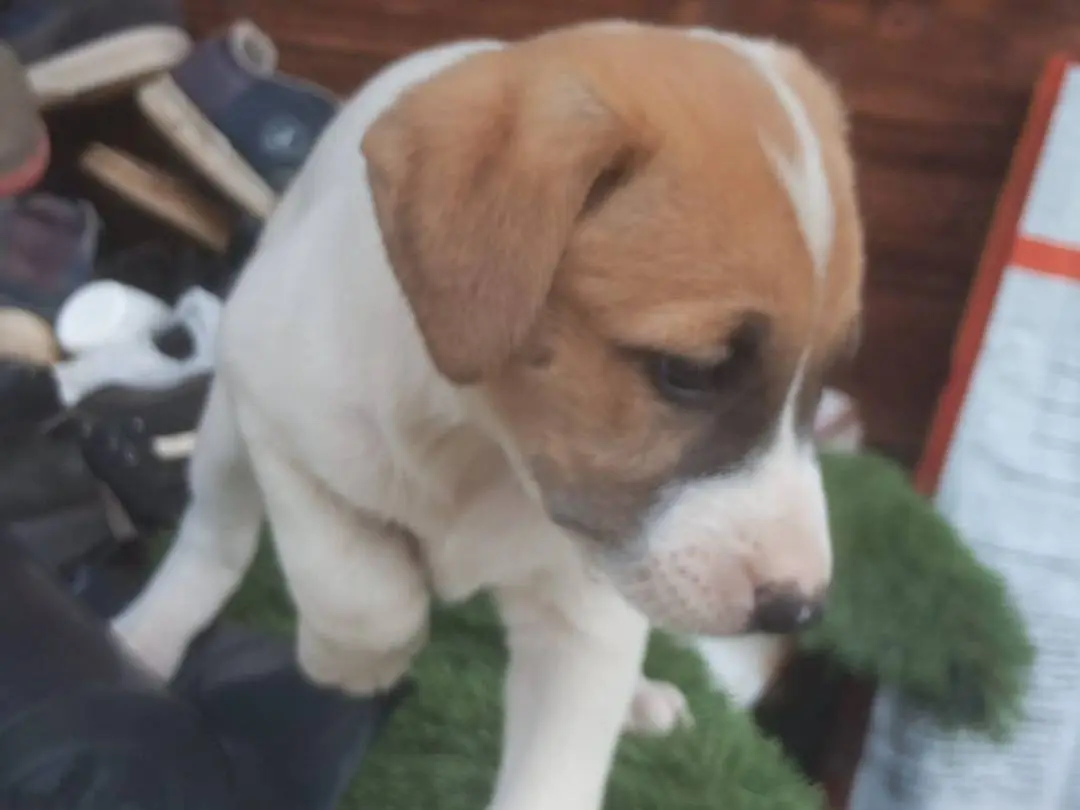 Adotta un cane, femmina, 1 anno e 2 mesi, Cosenza