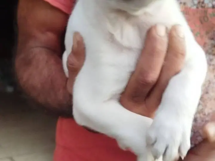 Adotta un cane, taglia piccola, femmina, Cosenza