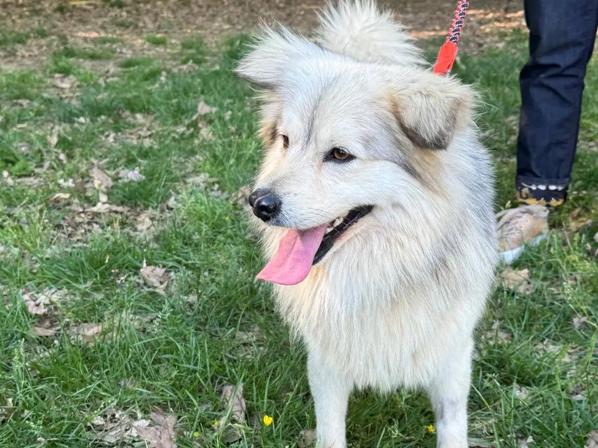 Adotta un cane, maschio, 3 anni e 7 mesi, Milano