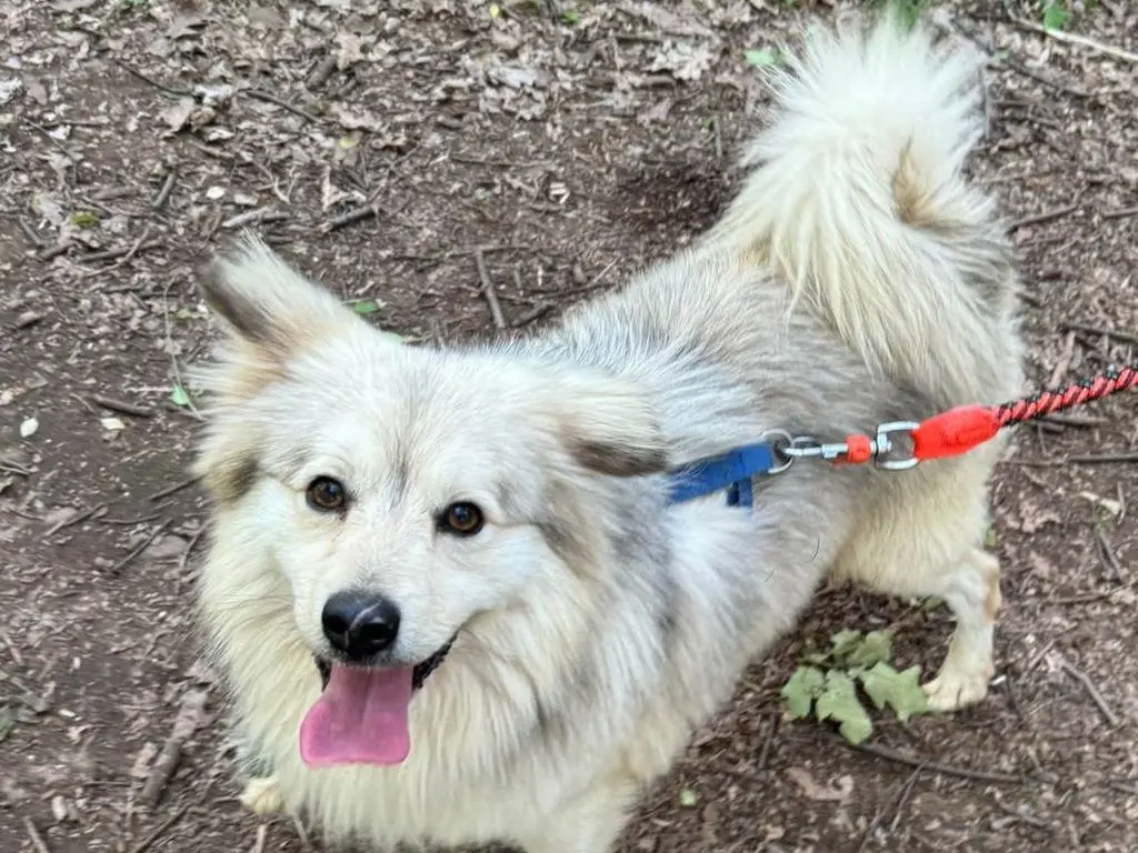 Adotta un cane, taglia piccola, maschio, Milano