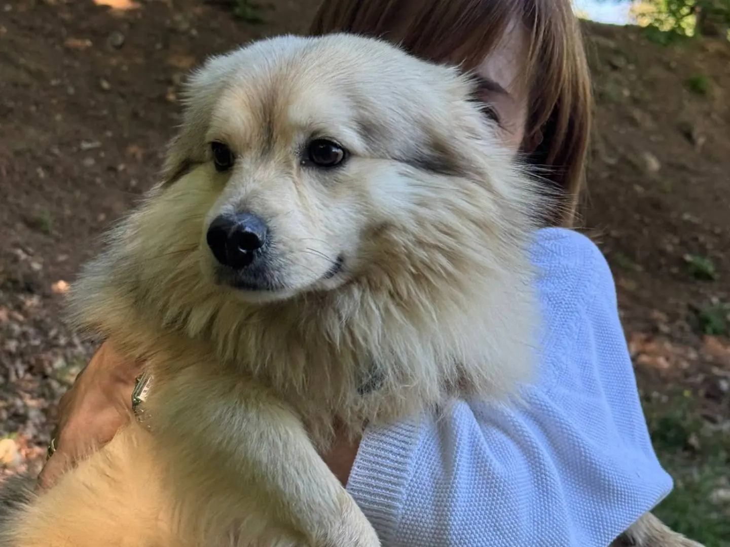 Adozione cane, maschio, Razza sconosciuta Razza sconosciuta, 3 anni e 7 mesi, taglia piccola, Milano
