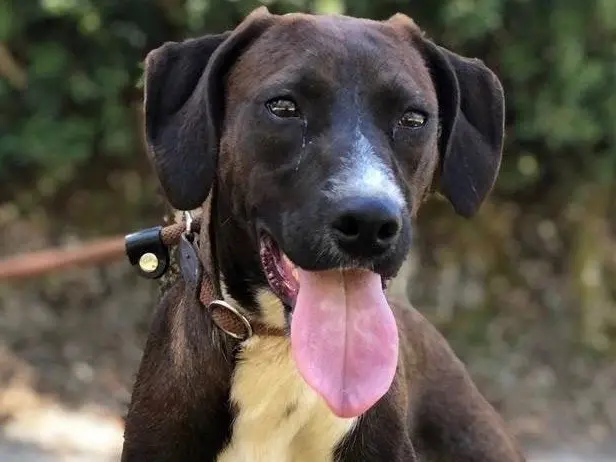 Adozione cane, femmina, Razza sconosciuta Razza sconosciuta, 3 anni e 1 mese, taglia media, Latina