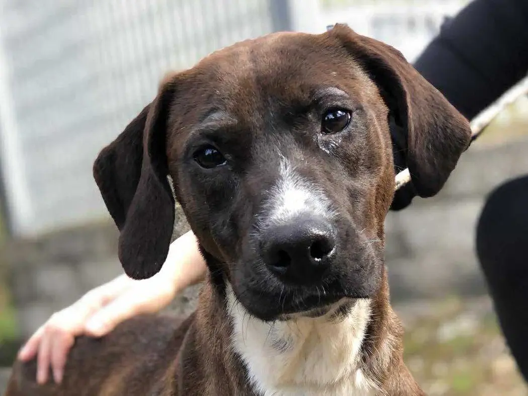 Adotta un cane, taglia media, femmina, Latina