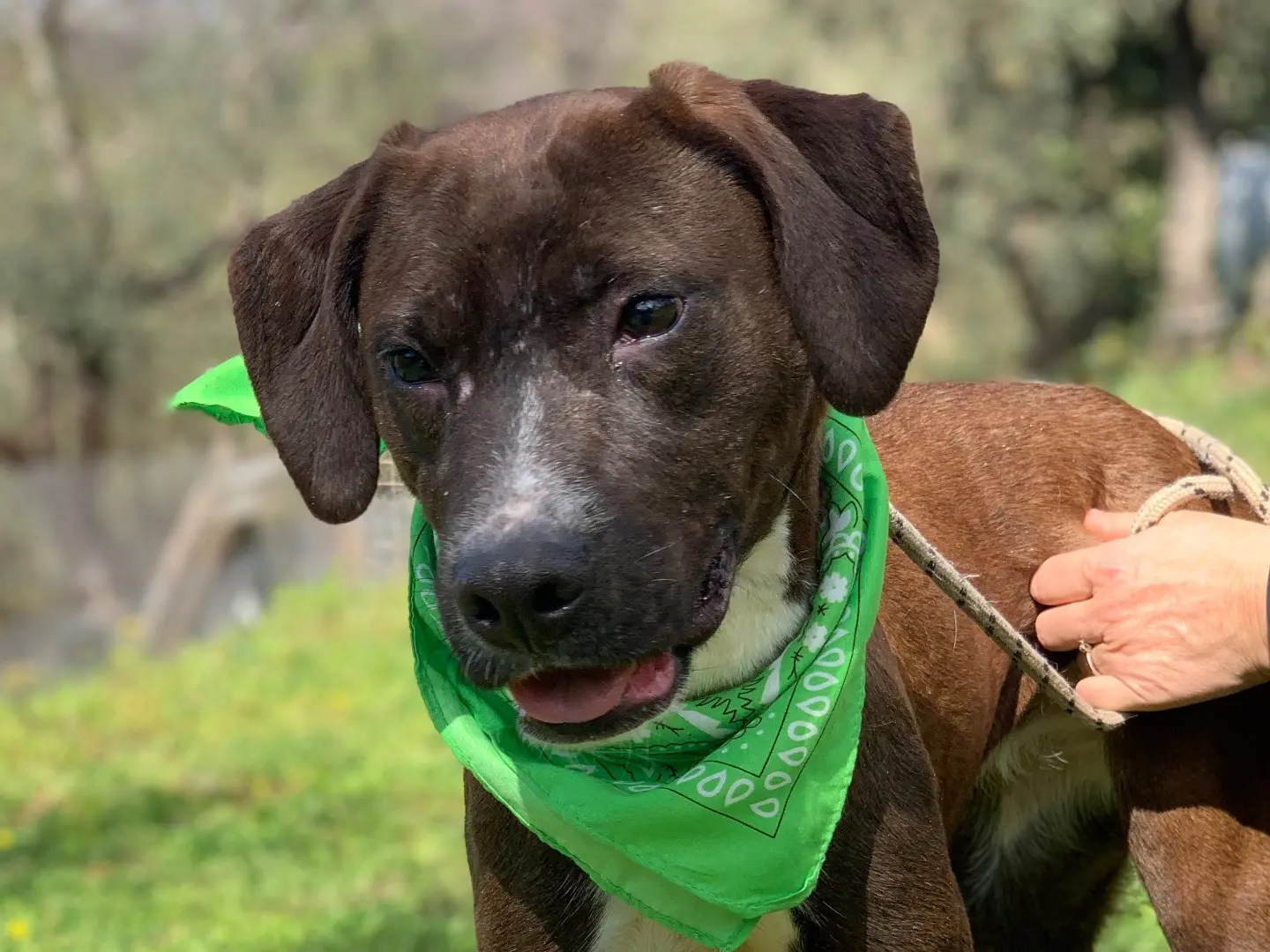 Adotta il cane Menta a Latina