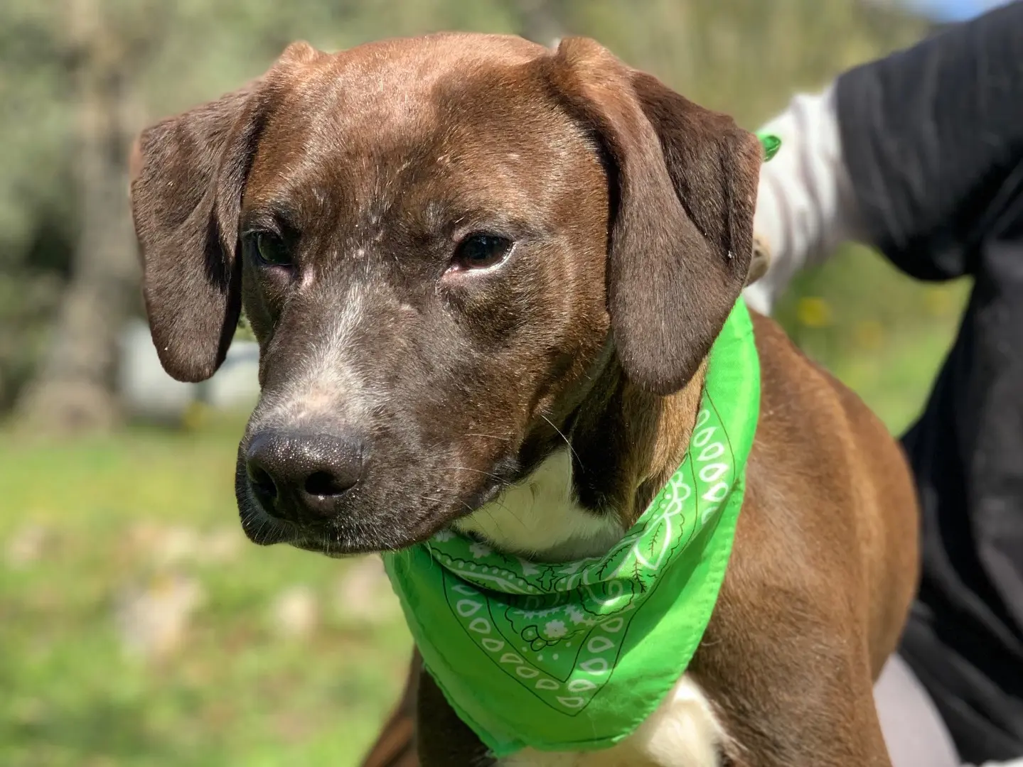Adotta un cane, femmina, 3 anni e 1 mese, Latina