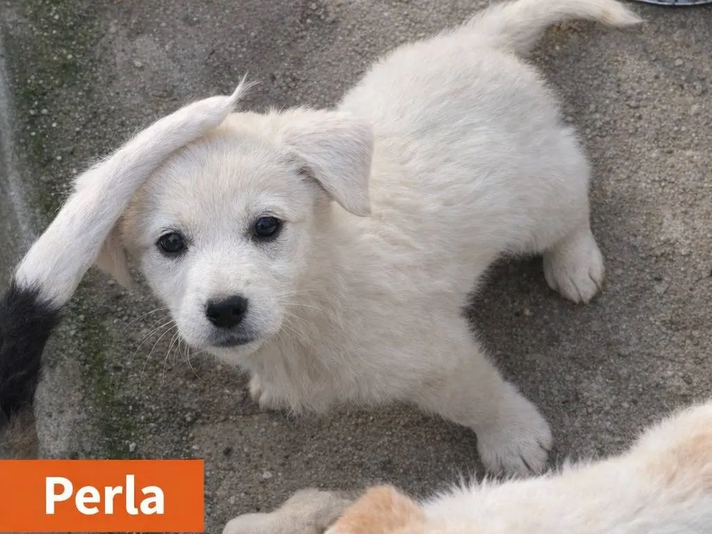 Adotta un cane, taglia media, femmina, Avellino