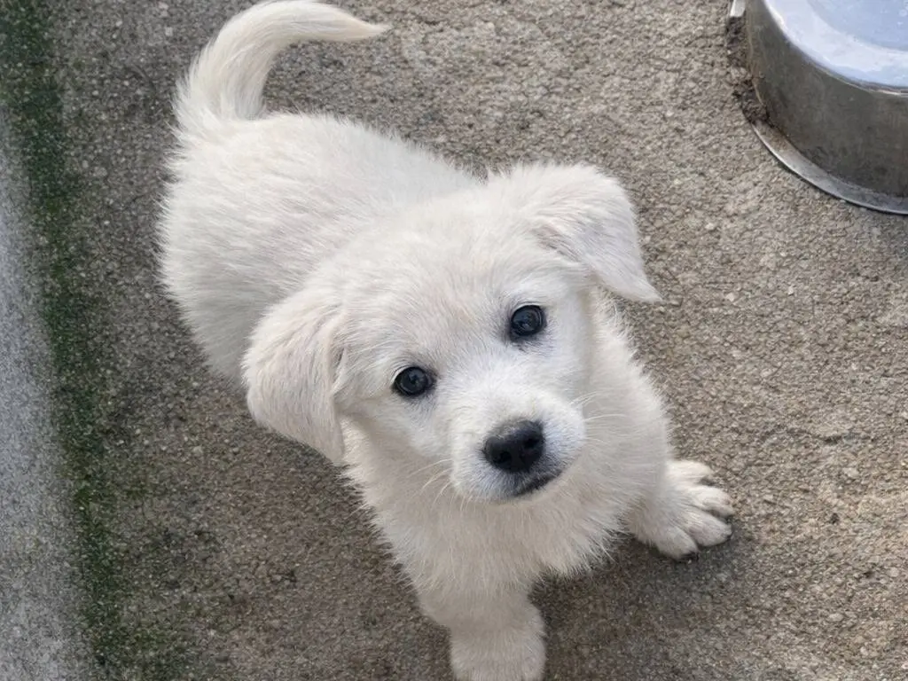 Adotta un cane, femmina, 2 mesi, Avellino