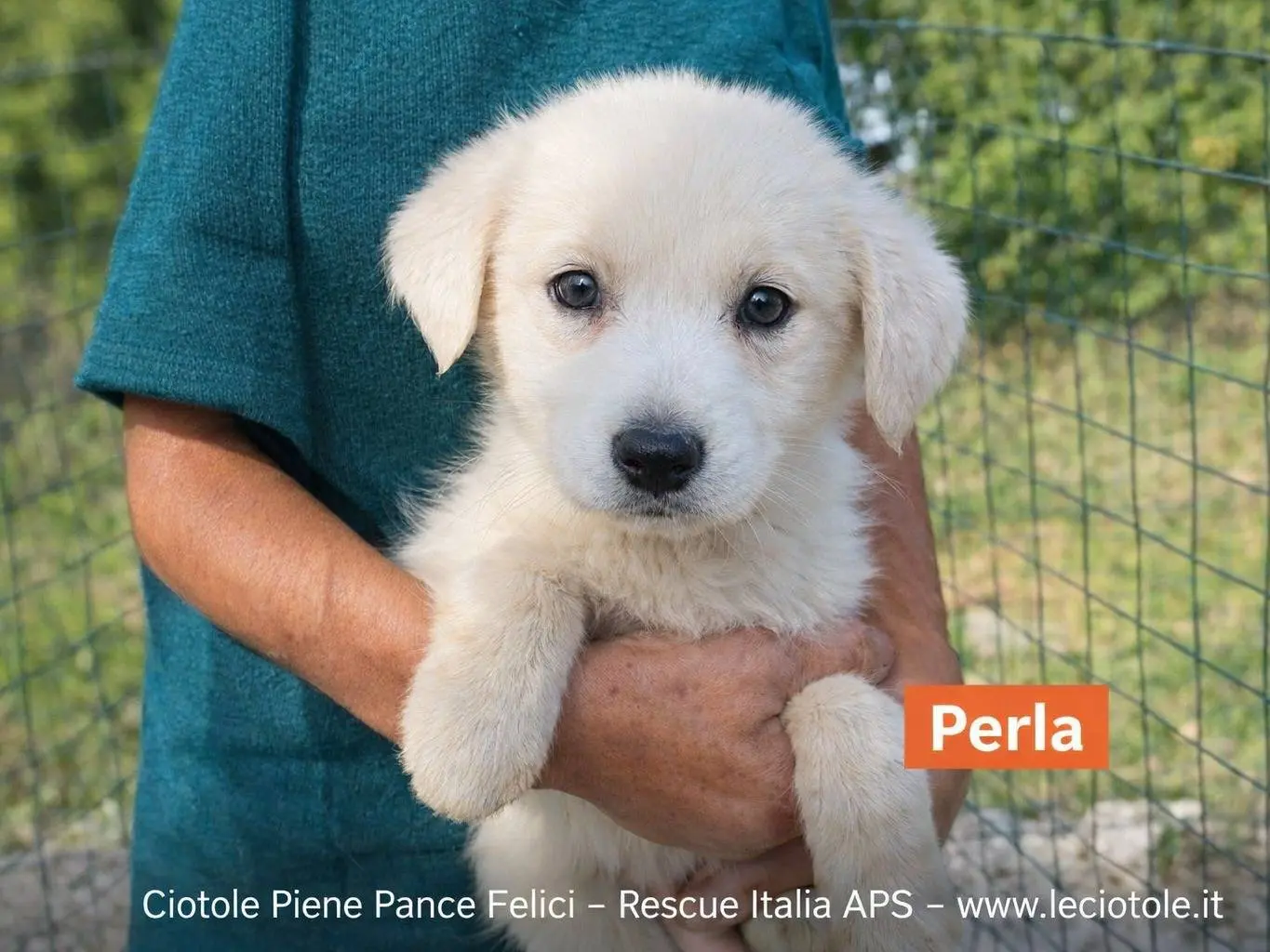 Adozione cane, femmina, Razza sconosciuta Razza sconosciuta, 2 mesi, taglia media, Avellino