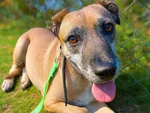Adozione cane, femmina, Razza sconosciuta Razza sconosciuta, 9 anni e 4 mesi, taglia grande, Crotone