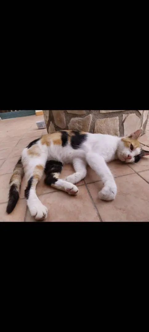 Adozione gatto, femmina, meticcio, 3 anni e 7 mesi, taglia non valida, Napoli