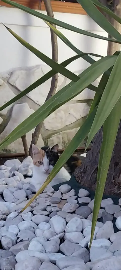 Adotta un gatto, taglia non valida, femmina, Napoli