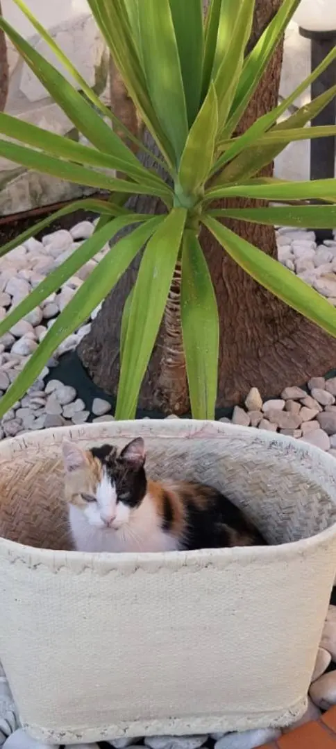 Adotta un gatto, femmina, 3 anni e 7 mesi, Napoli