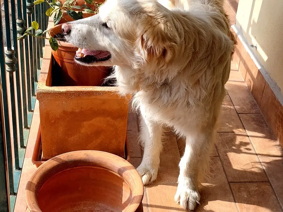 Foto 2 dell'animale