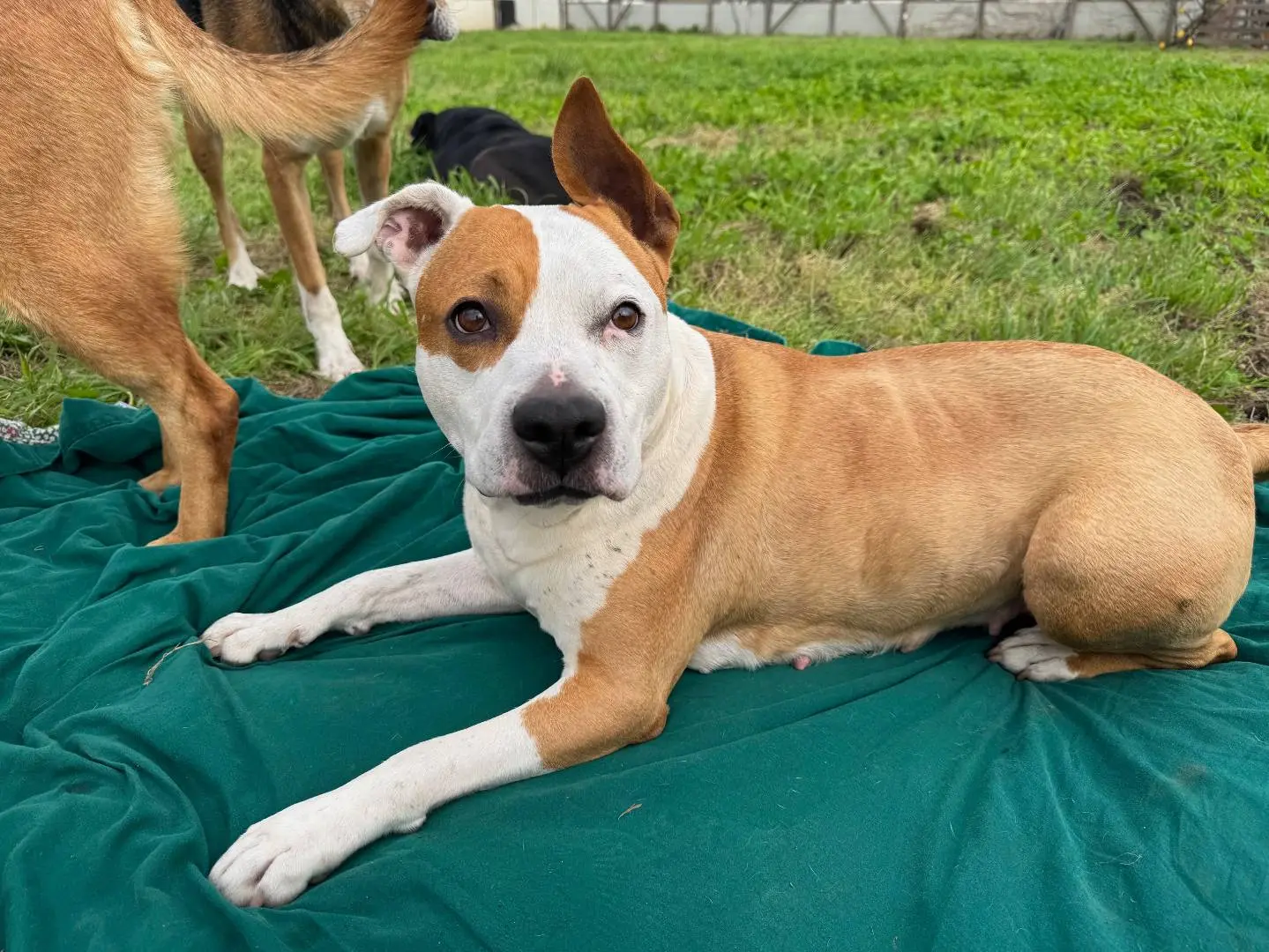 Adozione cane, femmina, American Staffordshire Terrier Razza sconosciuta, 5 anni e 8 mesi, taglia media, Napoli