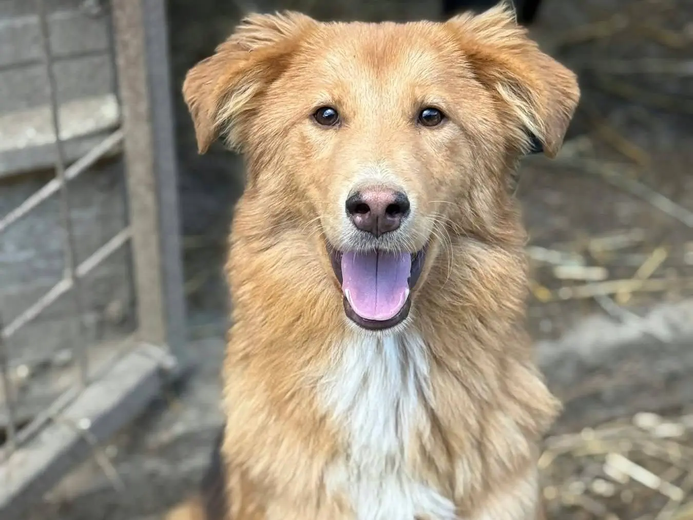 Adotta un cane, femmina, 1 anno e 1 mese, Firenze