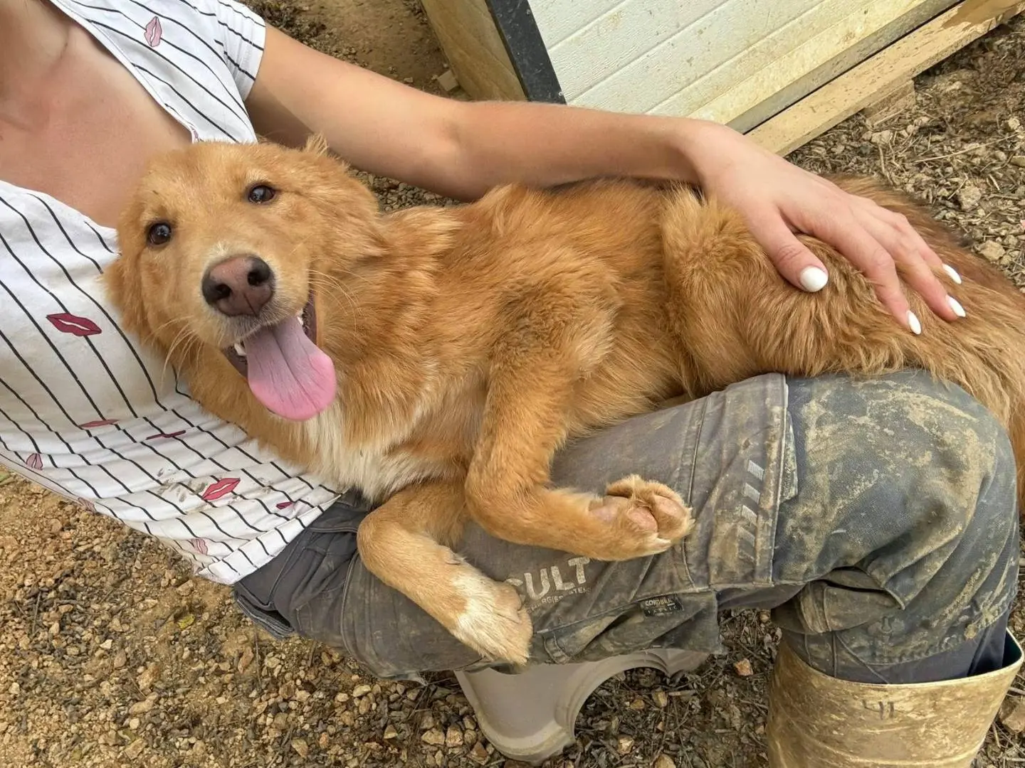 Adotta un cane, taglia media contenuta, femmina, Firenze