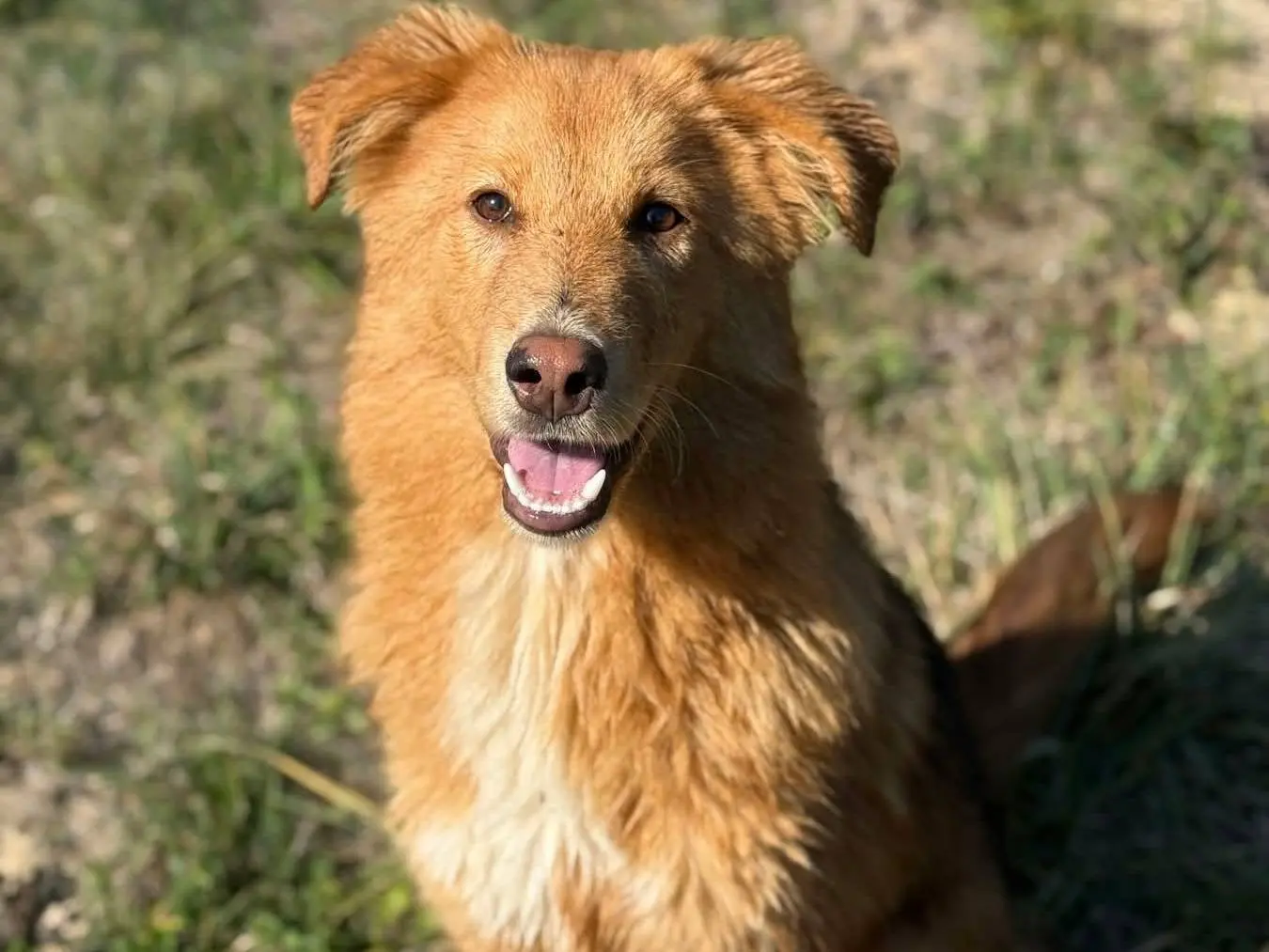 Adotta il cane IRMA a Firenze