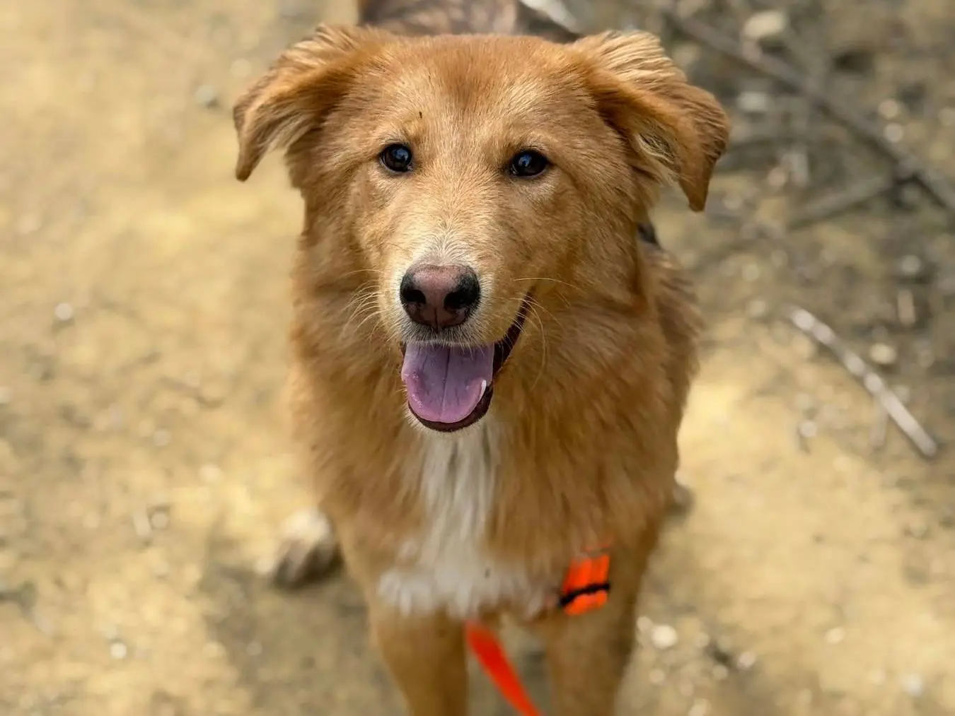 Vuoi adottare un cane a Firenze?