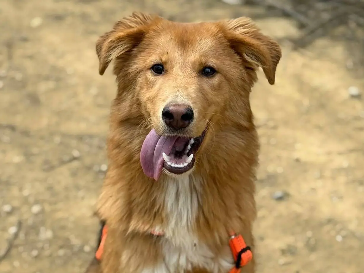 Adozione cane, femmina, Razza sconosciuta Razza sconosciuta, 1 anno e 1 mese, taglia media contenuta, Firenze