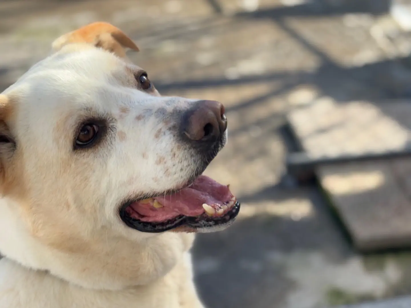 Adotta un cane, taglia grande, maschio, Napoli