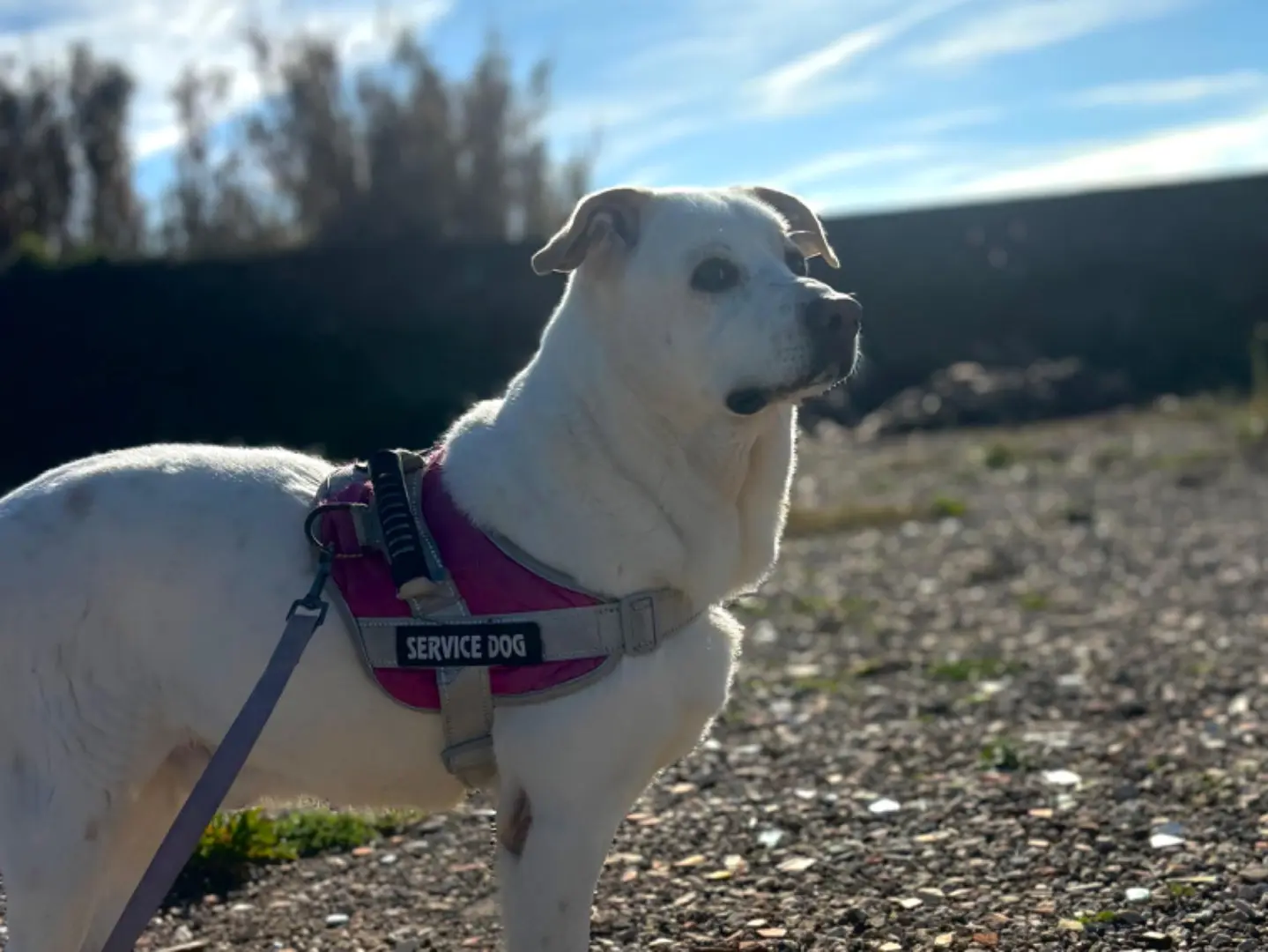 Vuoi adottare un cane a Napoli?