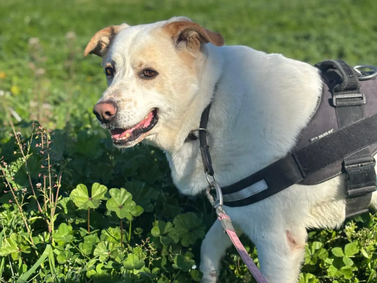 Adotta un cane, maschio, 8 anni e 11 mesi, Napoli