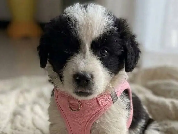 Adozione cane, femmina, Pastore maremmano Border Collie, 2 mesi, taglia media, Potenza