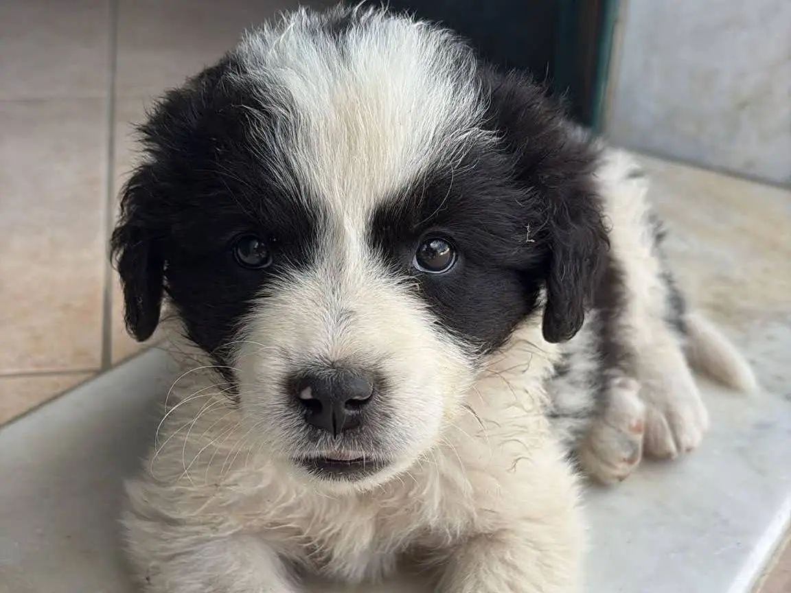 Adotta un cane, femmina, 2 mesi, Potenza
