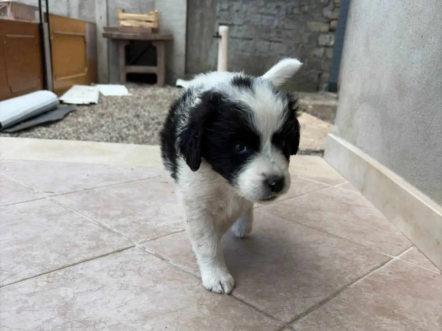 Adotta un cane, taglia media, femmina, Potenza