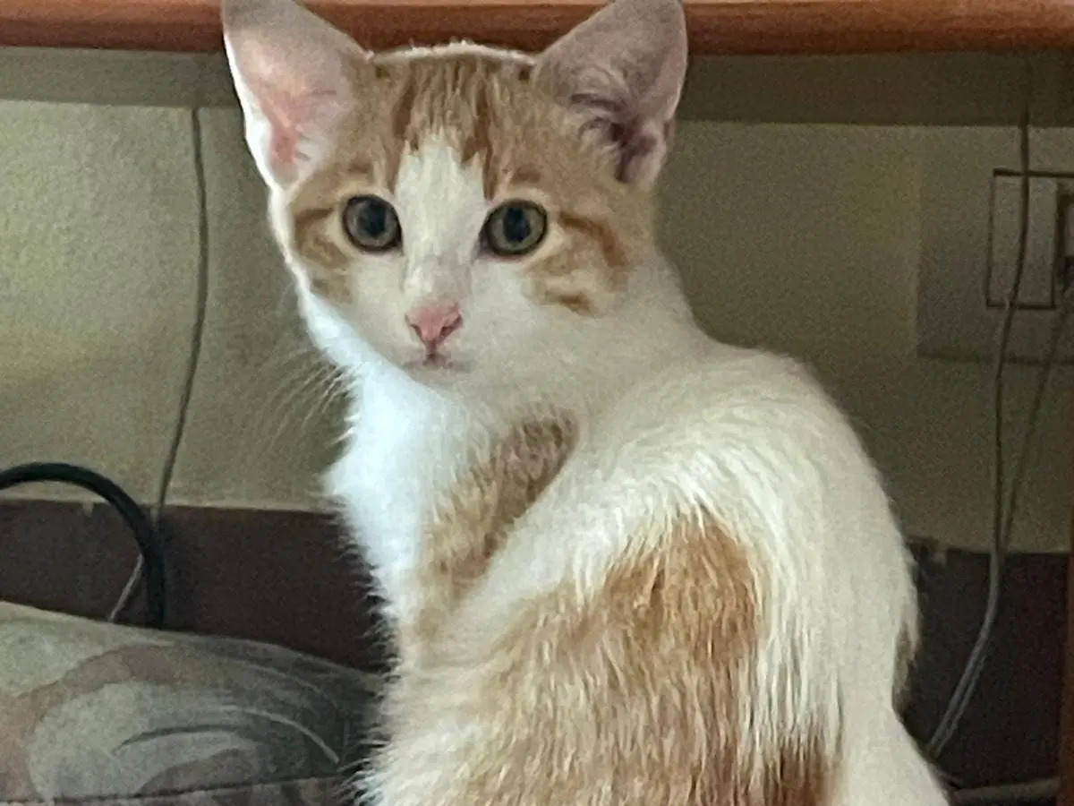 Adozione gatto, maschio, Razza sconosciuta Razza sconosciuta, 2 mesi, taglia non valida, Firenze