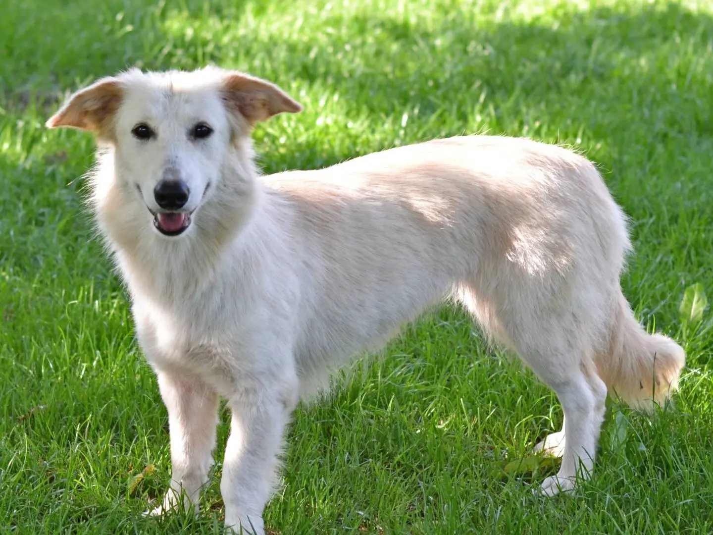 Adozione cane, femmina, Razza sconosciuta Razza sconosciuta, 2 anni e 4 mesi, taglia media, Benevento