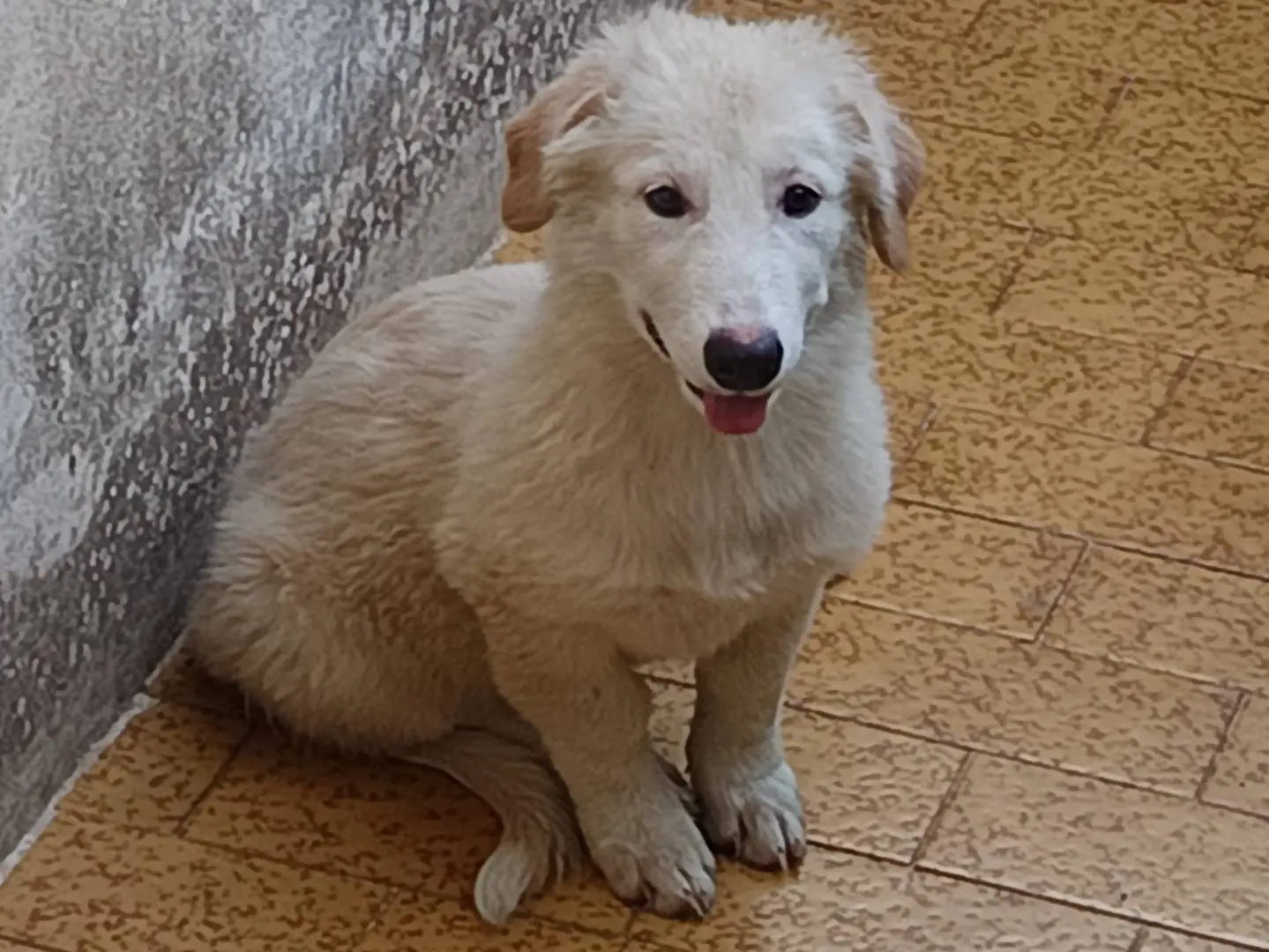 Adotta un cane, femmina, 2 anni e 4 mesi, Benevento