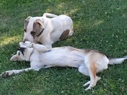 Foto 2 dell'animale