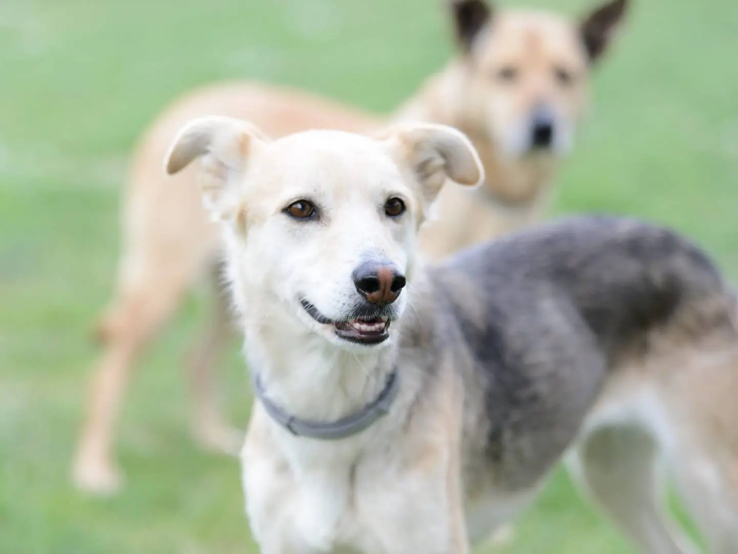 Adotta un cane, femmina, 5 anni e 10 mesi, Roma