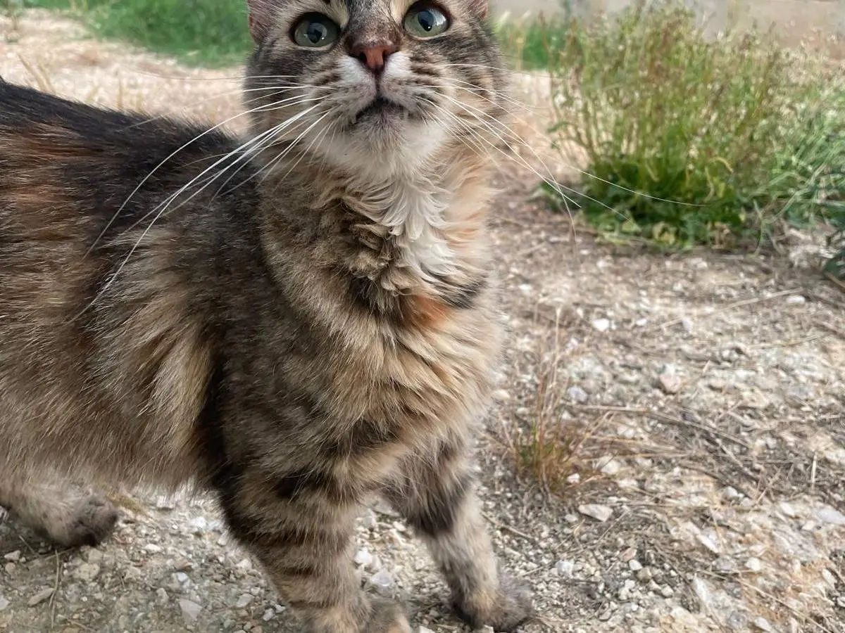 Foto 2 dell'animale