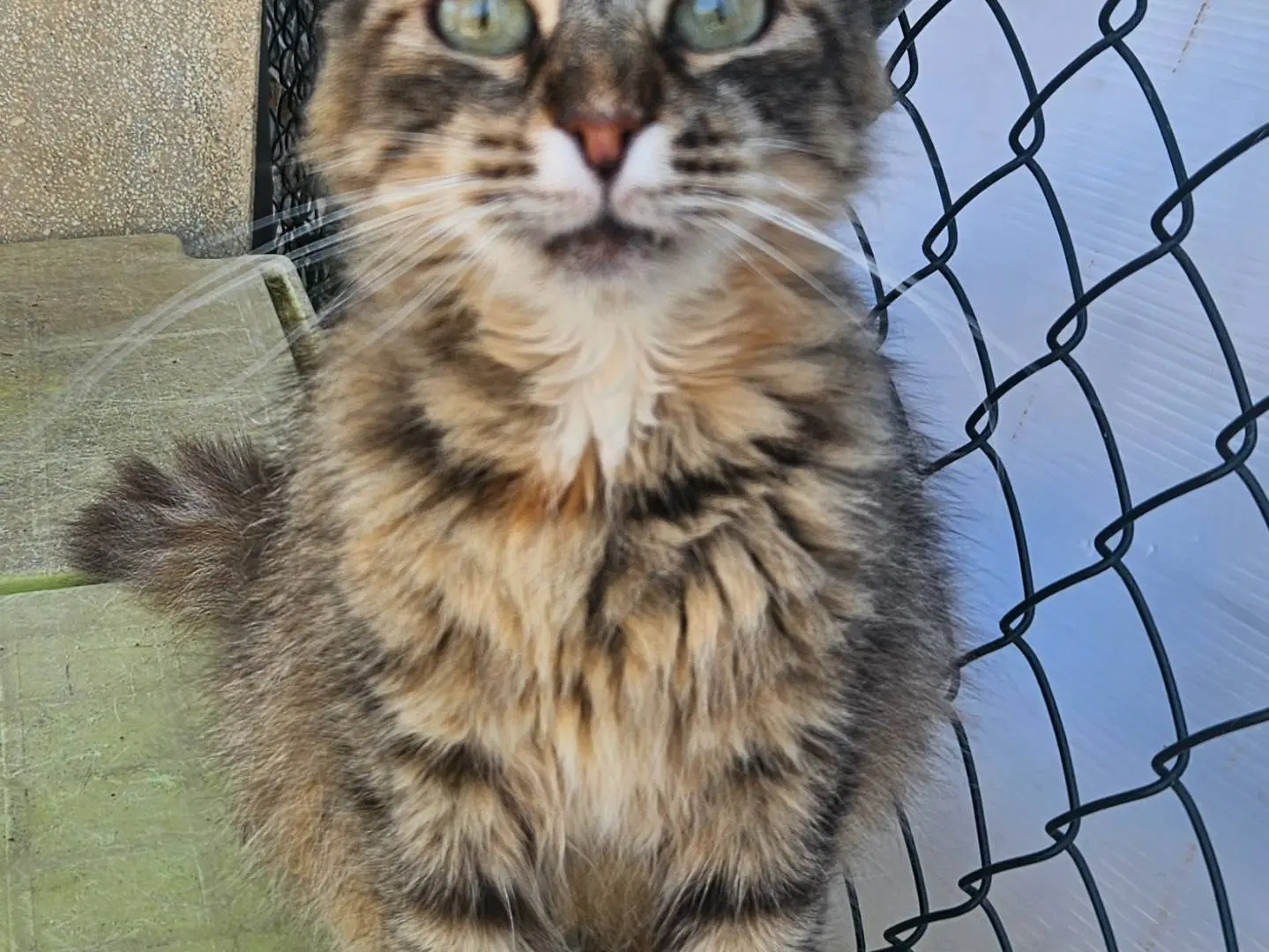 Foto 3 dell'animale