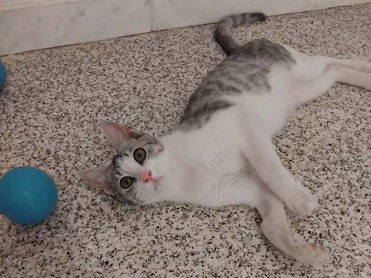 Adotta un gatto, maschio, 6 mesi, Brescia