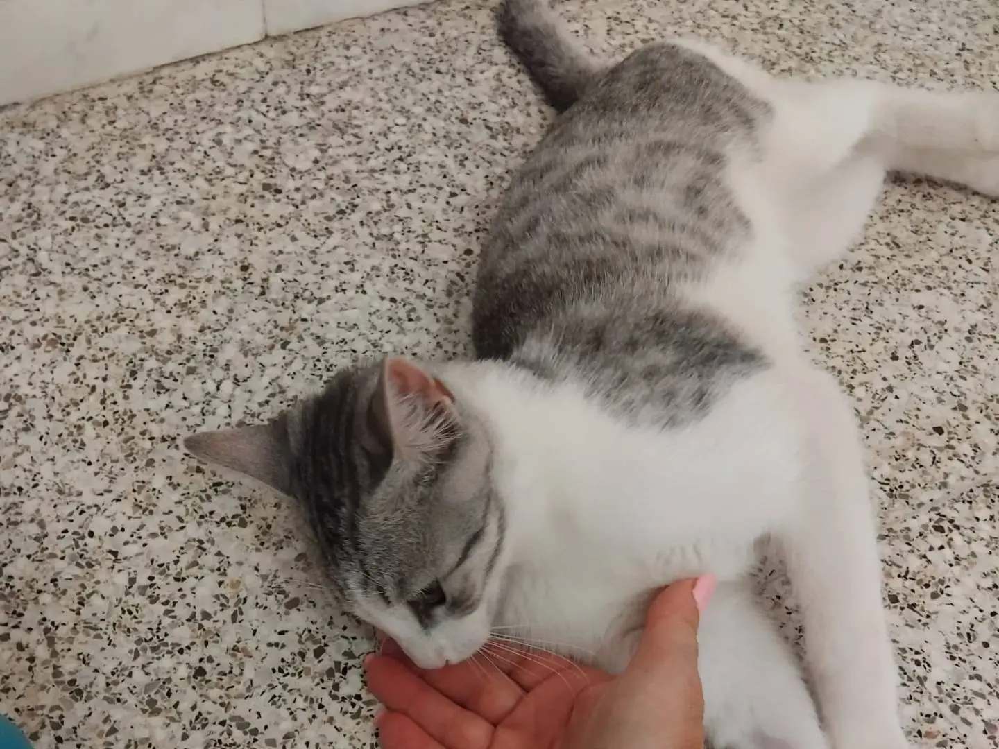 Adotta il gatto JOSUEL a Brescia