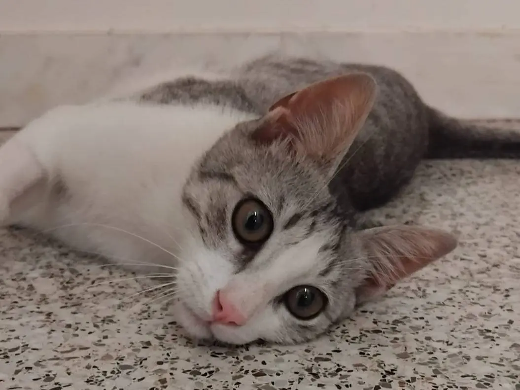 Adozione gatto, maschio, Razza sconosciuta Razza sconosciuta, 6 mesi, taglia non valida, Brescia