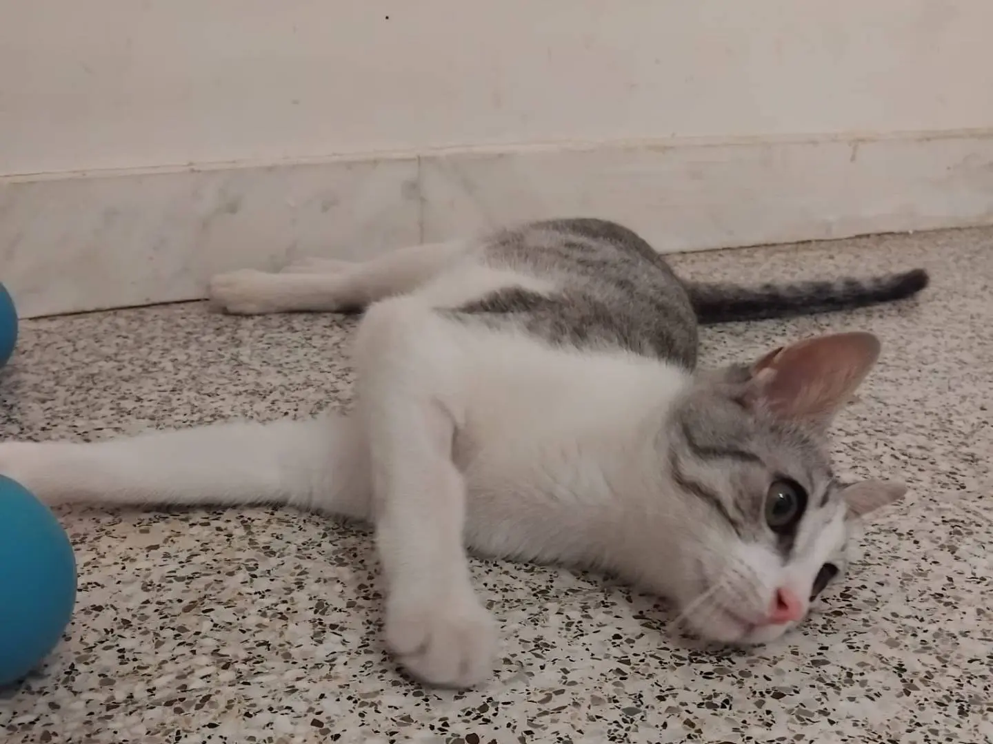 Adotta un gatto, taglia non valida, maschio, Brescia