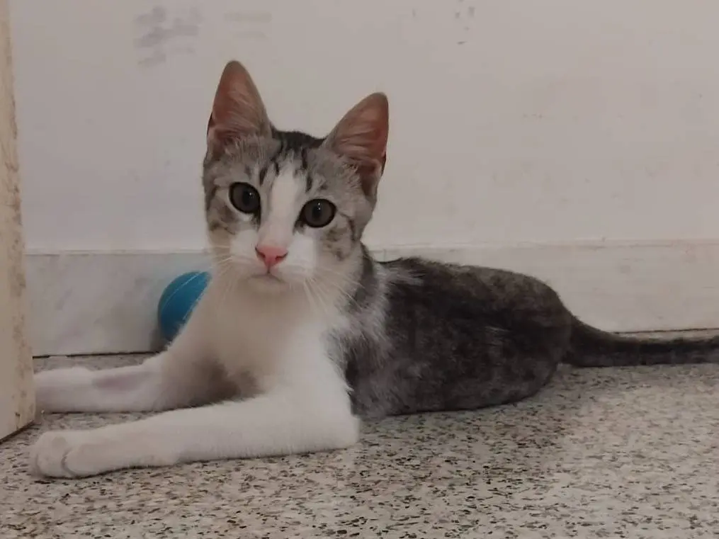 Vuoi adottare un gatto a Brescia?