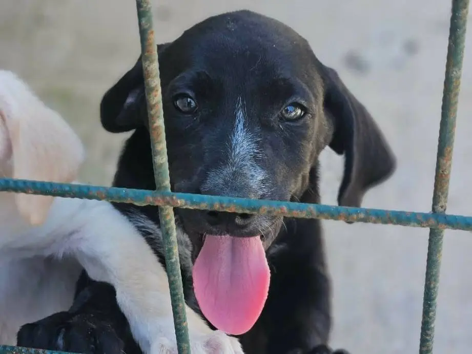 Adozione cane, maschio, Razza sconosciuta Razza sconosciuta, 5 mesi, taglia media, Avellino