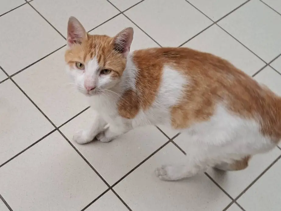 Vuoi adottare un gatto a Foggia?