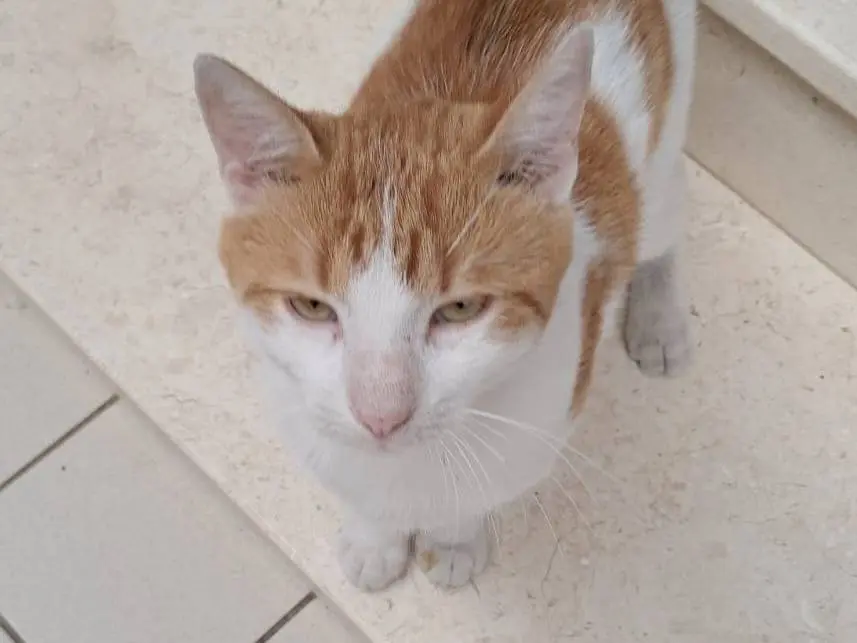 Adozione gatto, maschio, Razza sconosciuta Razza sconosciuta, 1 anno e 1 mese, taglia non valida, Foggia